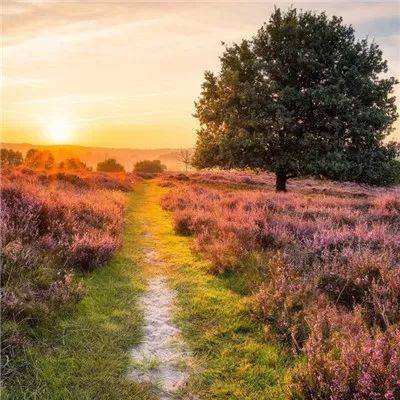 管家婆一码一肖资料大全